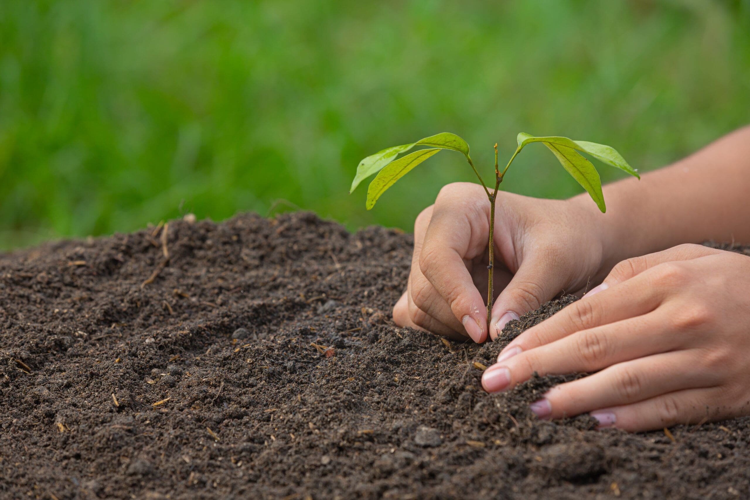 Planting a tree sapling into soil