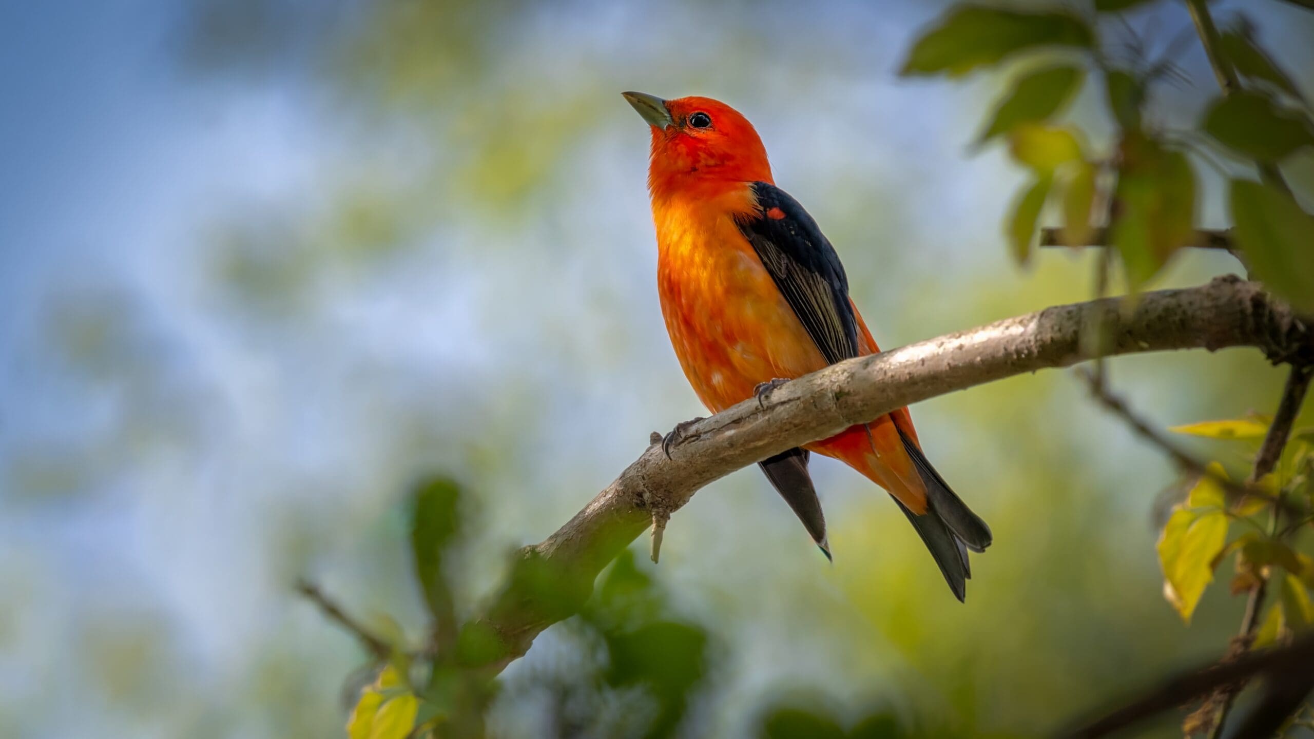 Scarlet Tanager bird on a branch