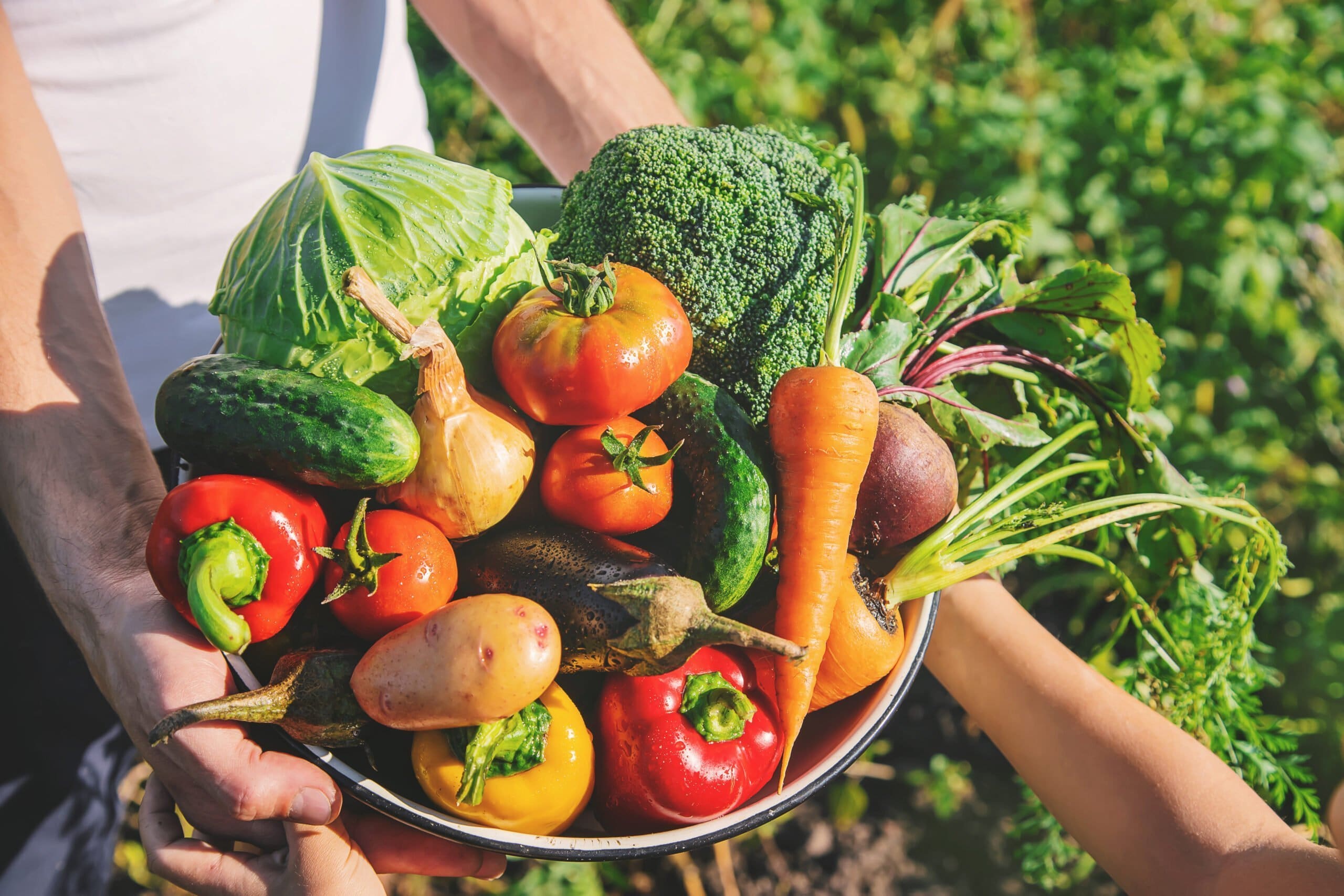 Basket of vegetables from home vegetable garden