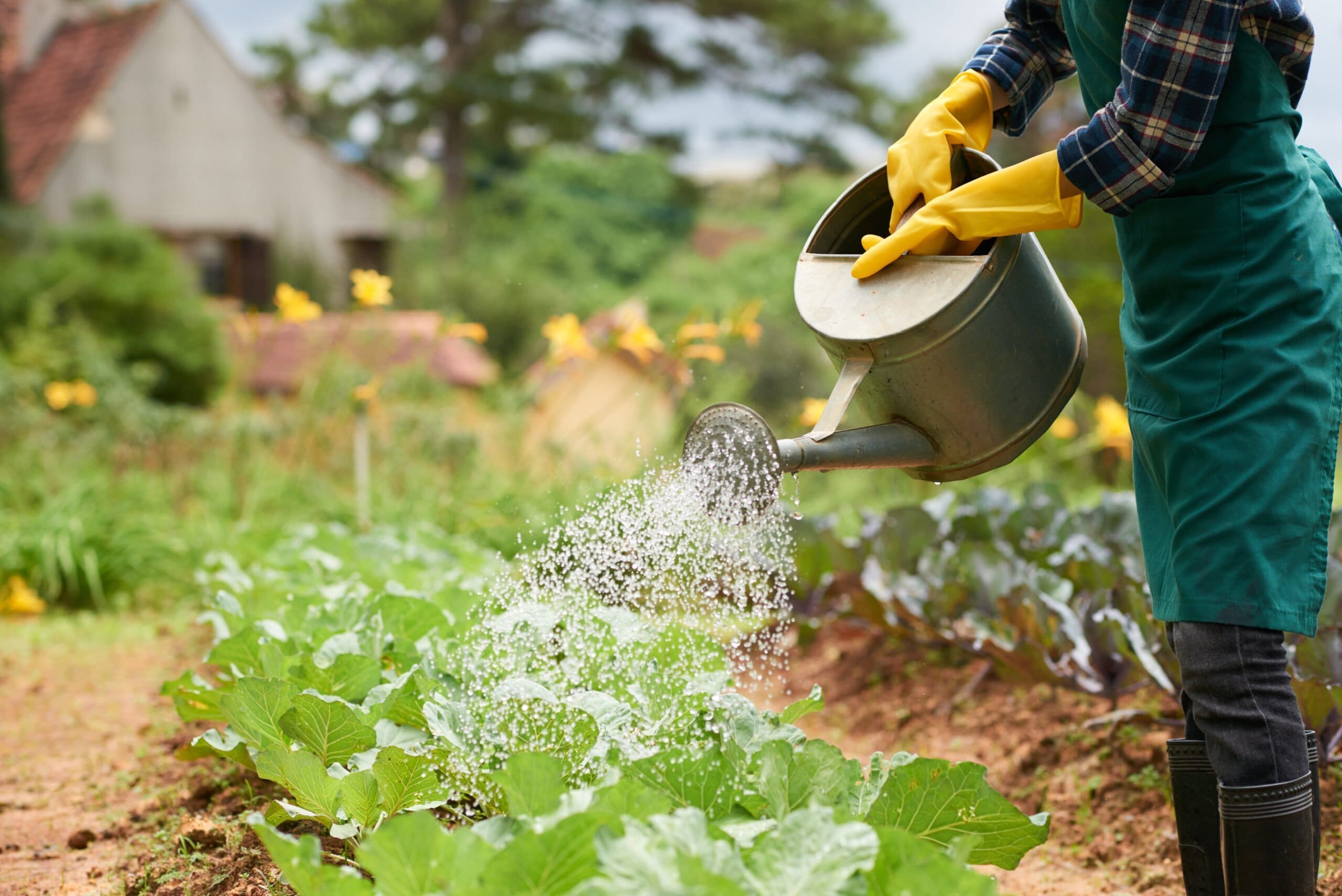 Gardener watering home vegetable garden