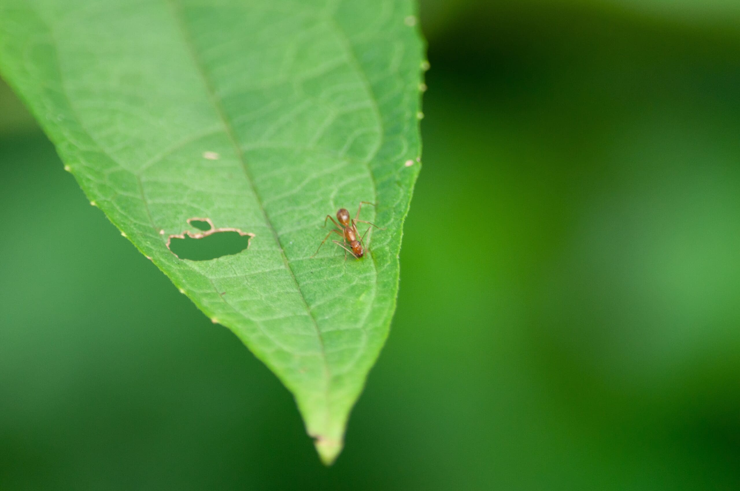 Closeup shot of an insect on a green leaf damaging it