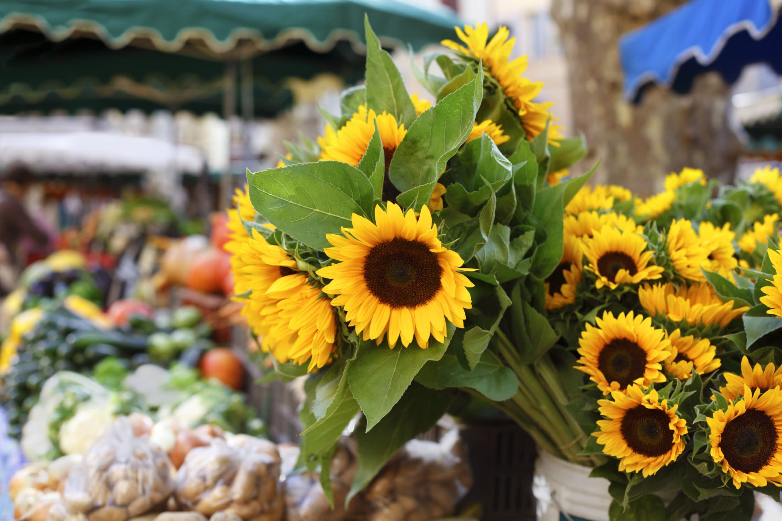 Sunflowers, fruits, and vegetables at farmers market near Saratoga, NY