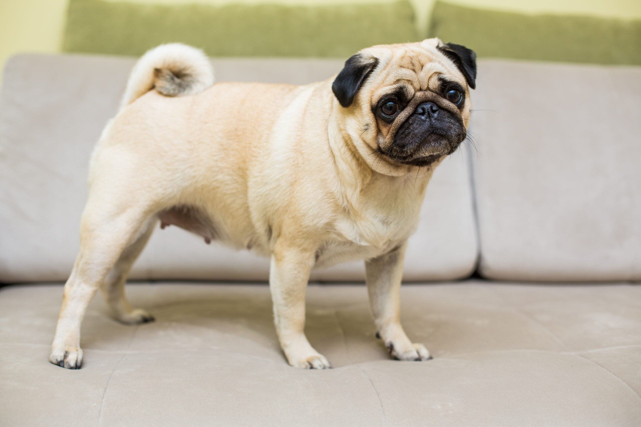 pug dog on couch in dog-friendly home
