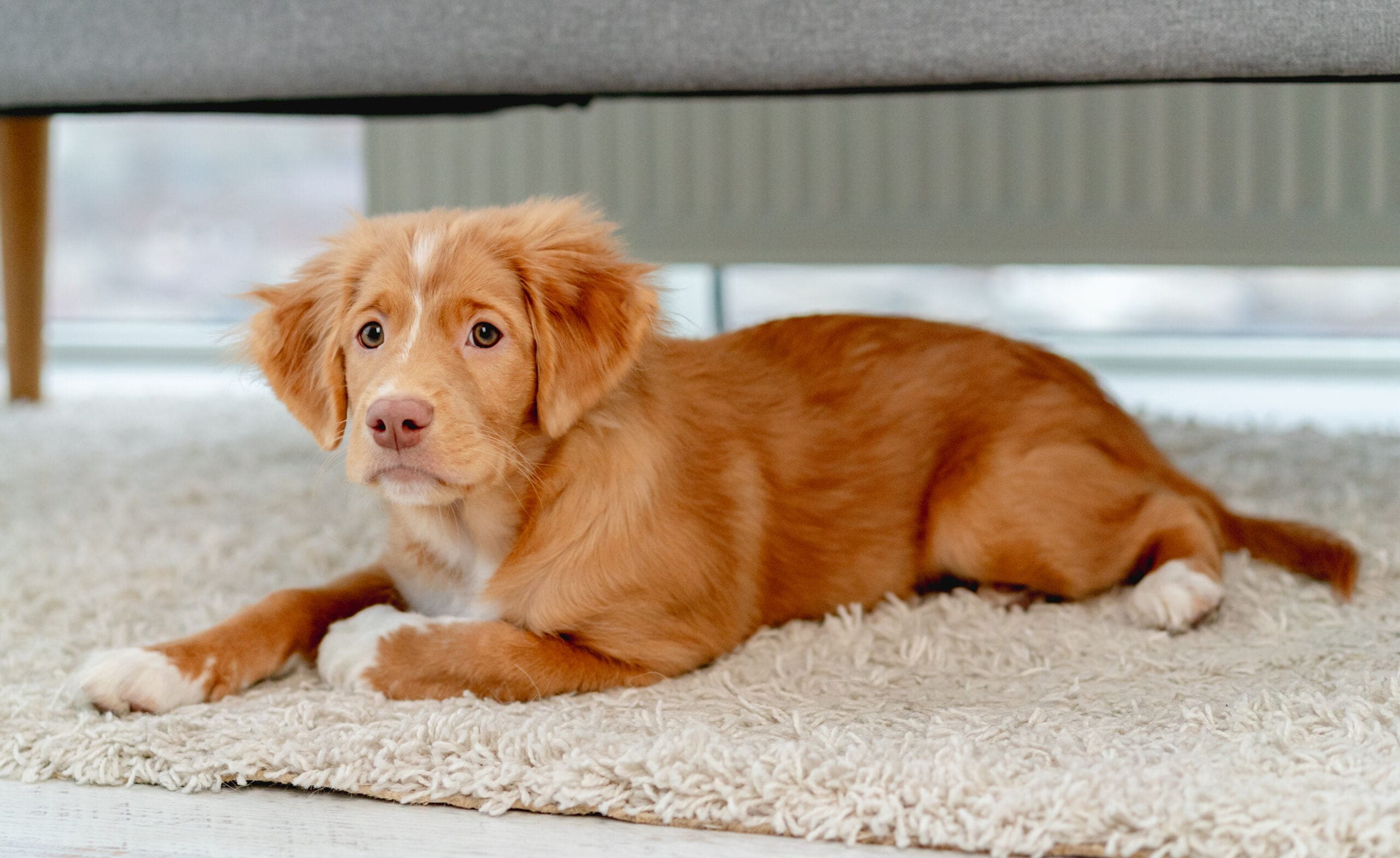 puppy-having-fun-on-carpet-home