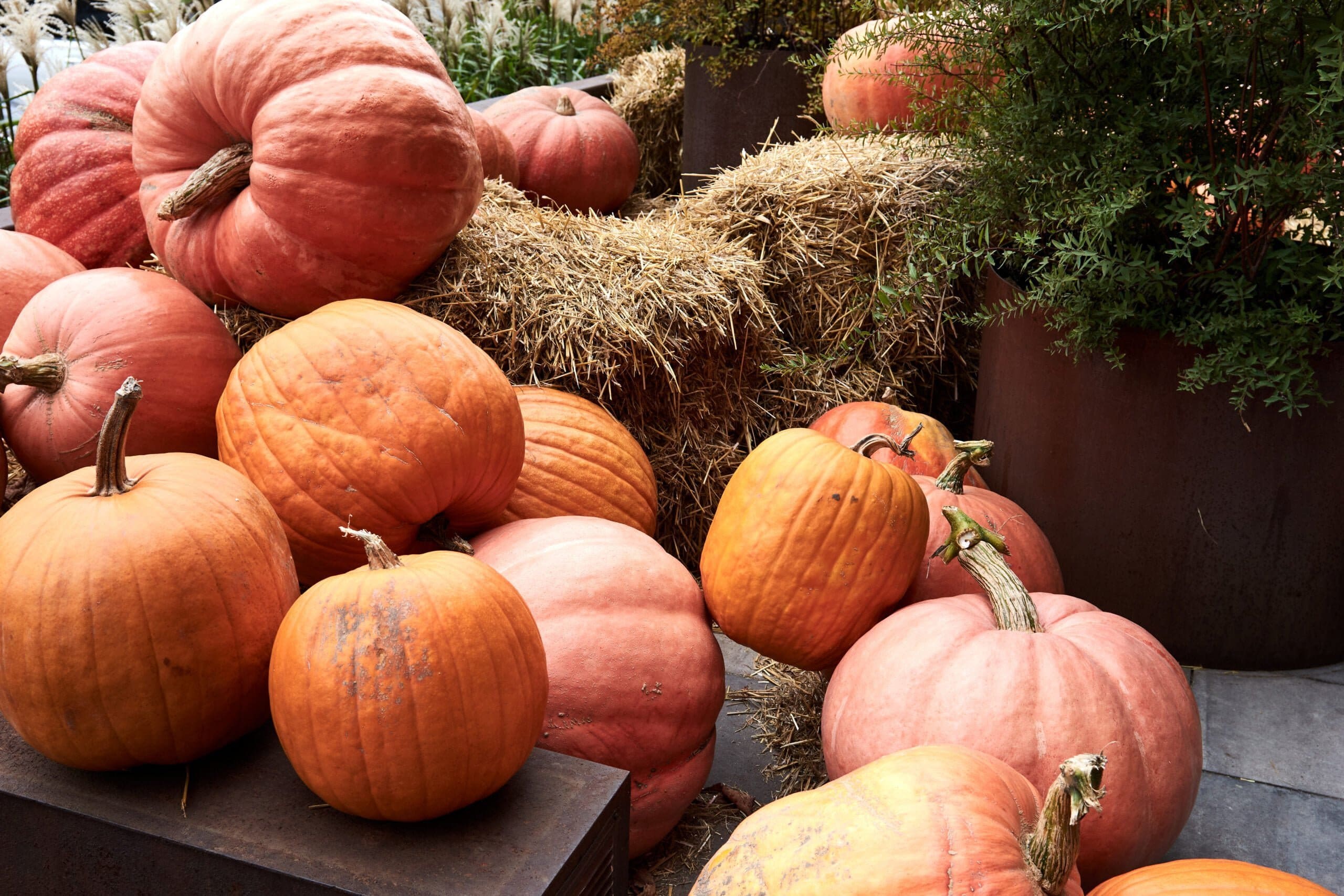 decorative-pumpkins-farm-market-stands-sheaves-hay-thanksgiving-holiday-season-halloween-decor
