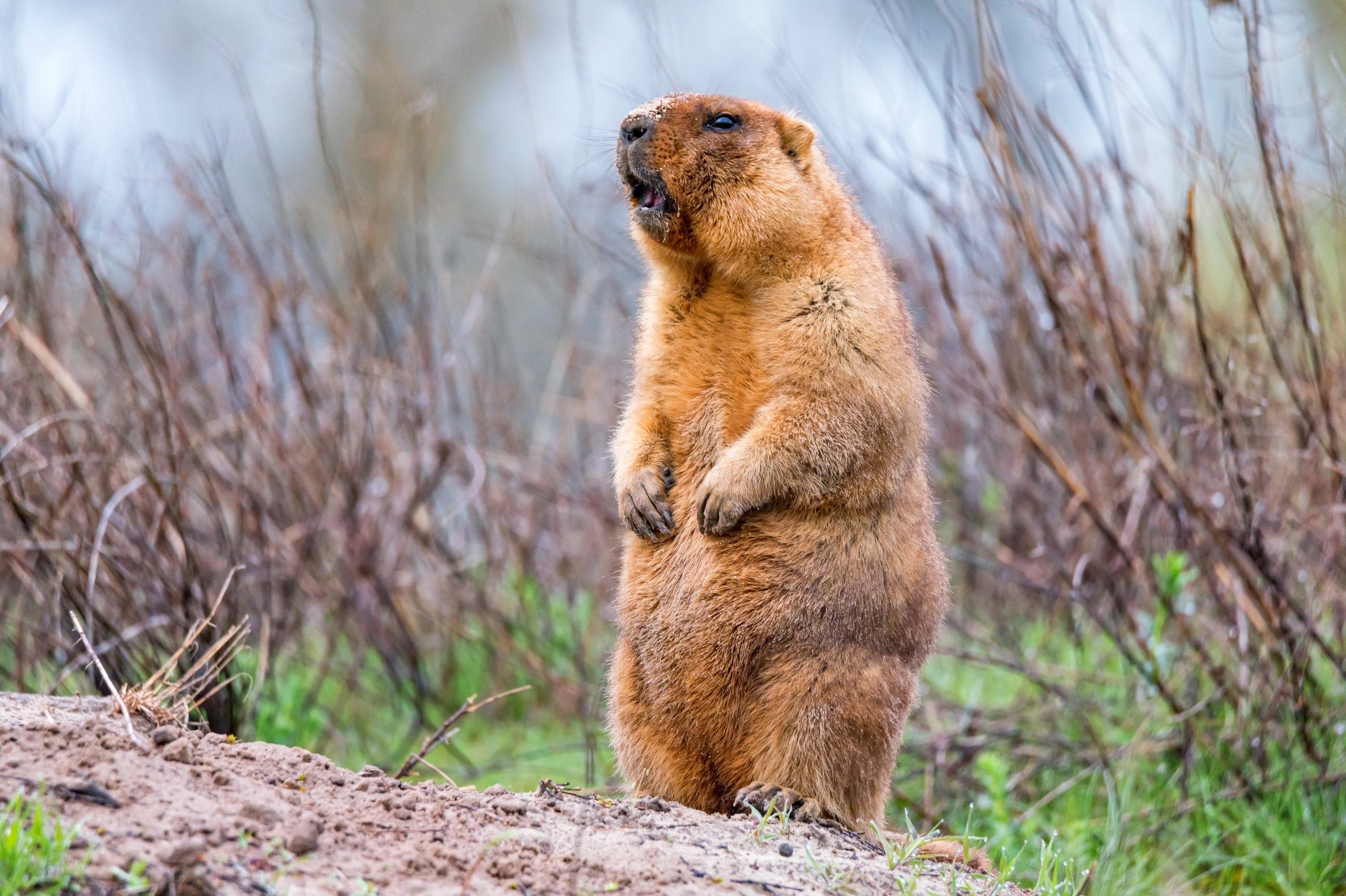 bobak-marmot-marmota-bobak-steppe-groundhog's day-groundhog