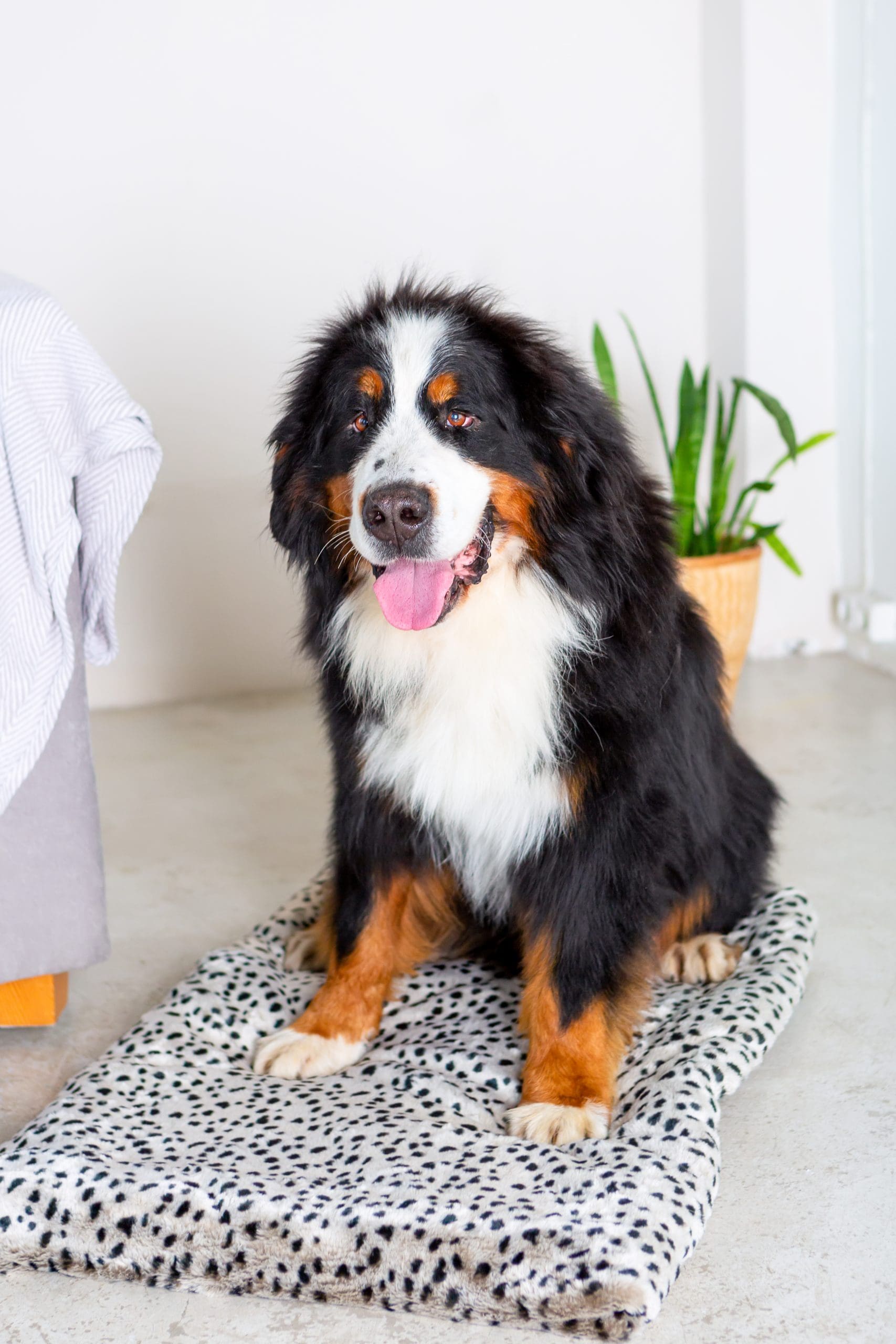 Bernese Mountain Dog on Dog Bed in House