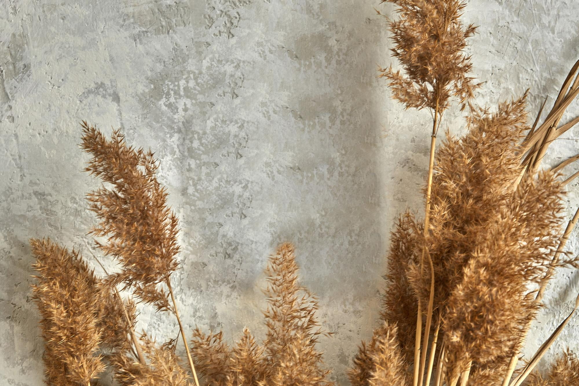 Dry-reed-particles-against-wall-as-2022-fall-trends-in-home-design