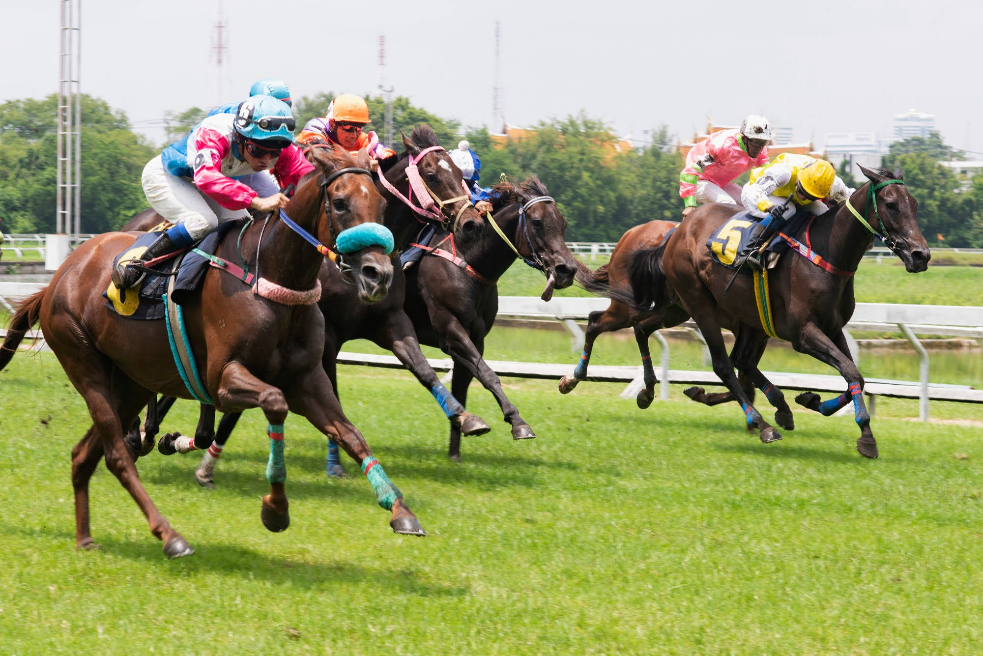 Race-horses-one-of-benefits-of-living-in-Saratoga-County